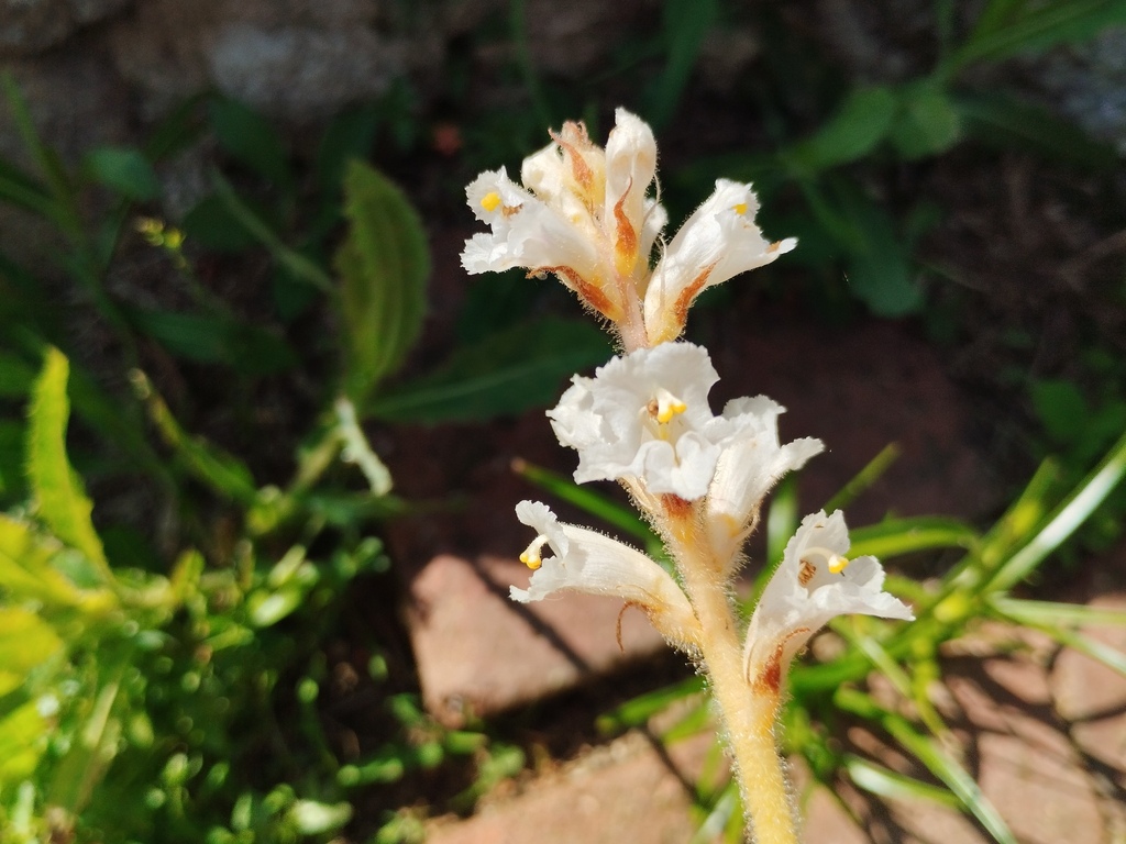 Orobanche crenata; photograph (c) Josep Gesti, some rights reserved (CC BY-SA)