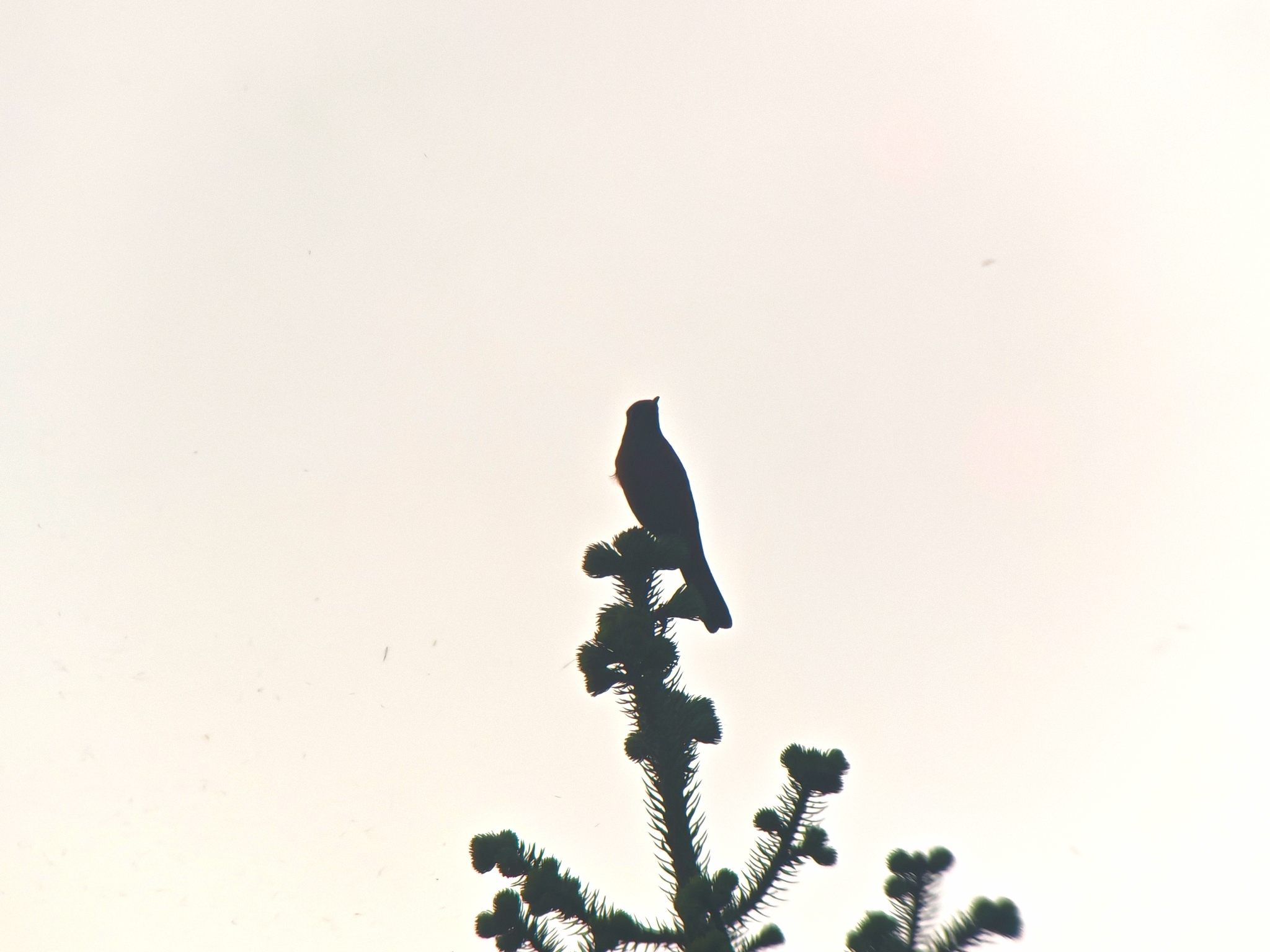 Chestnut-bellied Rock Thrush (Monticola rufiventris), photo 4