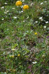 Trollius apertus