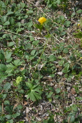 Trollius apertus