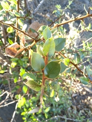 Sideroxylon persimile