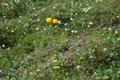 Trollius apertus
