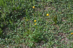 Trollius apertus