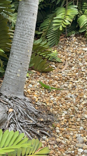 Green Iguana