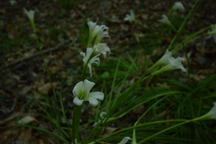 Zephyranthes atamasco