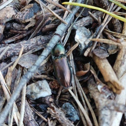 green click beetle