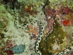 Myrichthys maculosus