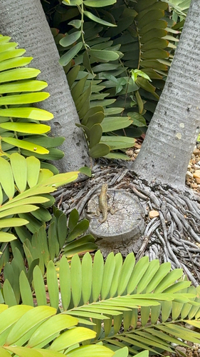 Northern Curly-tailed Lizard