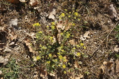 Odontarrhena tortuosa