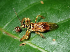 Agriocoris flavipes