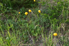 Trollius apertus