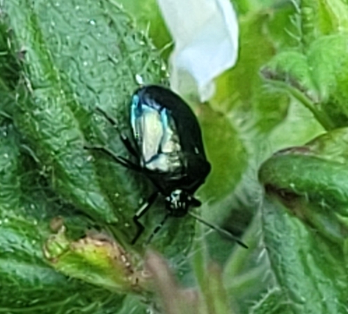 Blue Shield Bug
