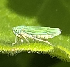 Graphocephala cythura