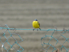 Motacilla flava cinereocapilla