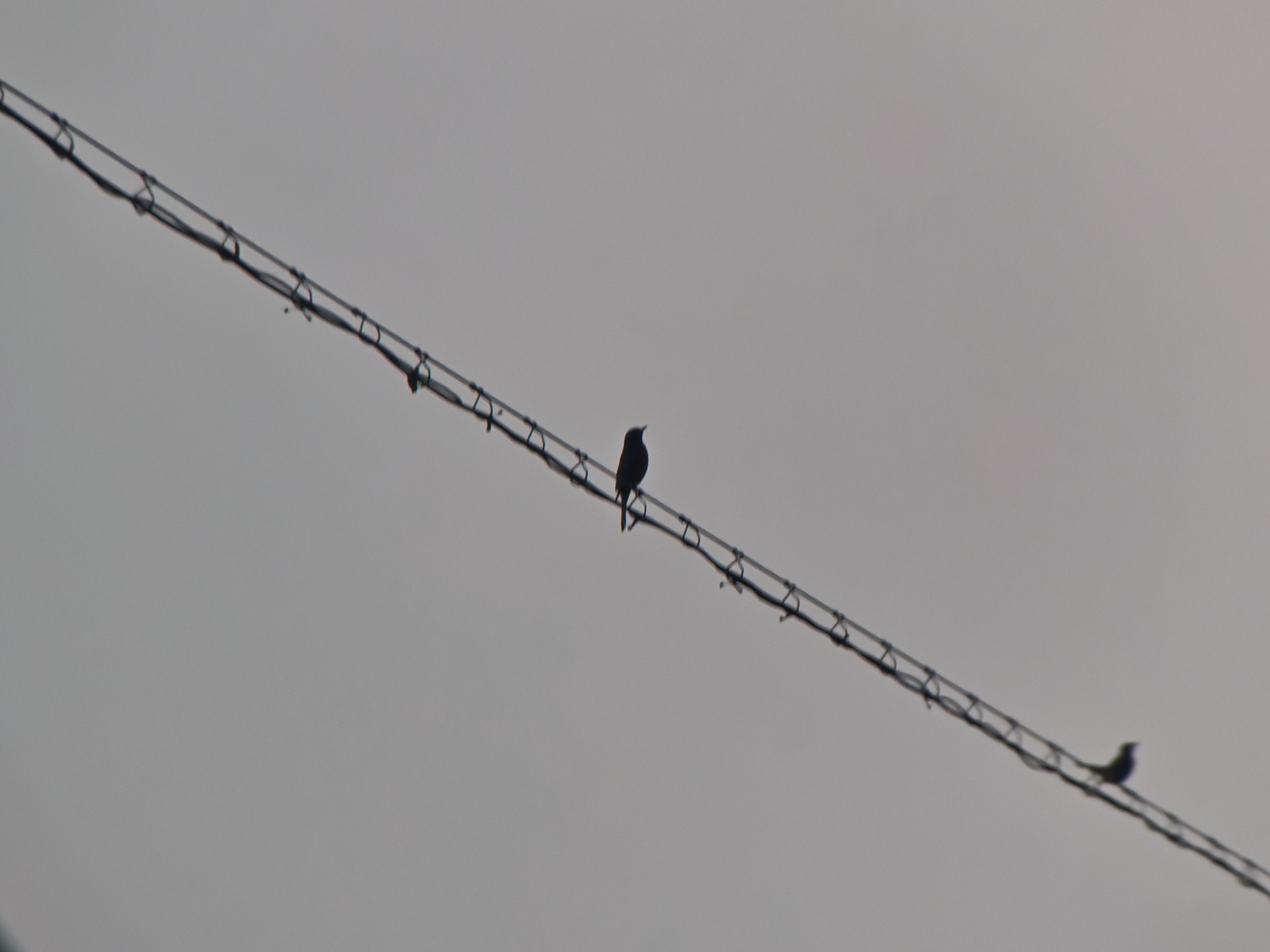 Chestnut-bellied Rock Thrush (Monticola rufiventris), photo 6