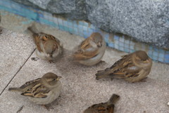 Passer domesticus
