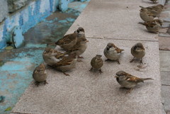 Passer domesticus