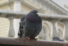 Columba livia domestica