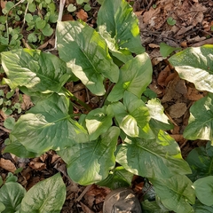 Arum orientale