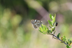 Melanargia occitanica