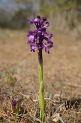 Anacamptis morio caucasica