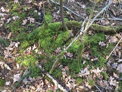 Eurhynchium angustirete