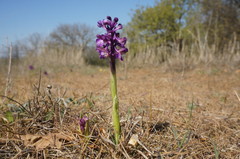 Anacamptis morio caucasica