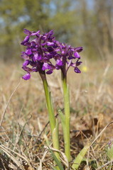 Anacamptis morio caucasica