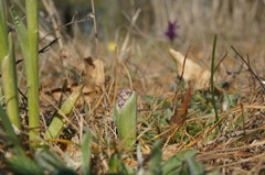 Anacamptis morio caucasica