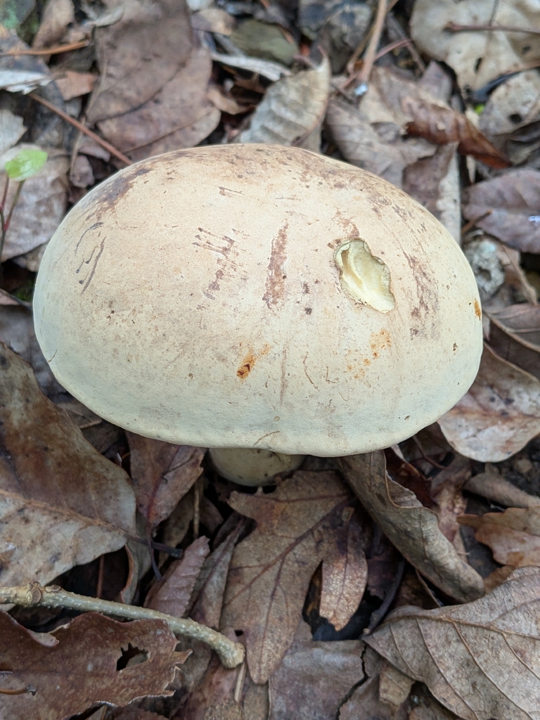 Caloboletus firmus · May 2026 · photo: Photo: no rights reserved · iNaturalist