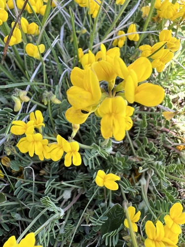 Coronilla vaginalis, photograph 4