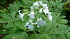 Cardamine heptaphylla
