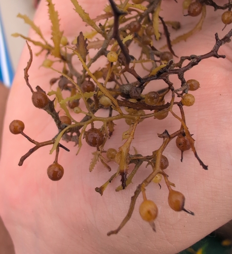 Sargassum natans observed 2026-05-30