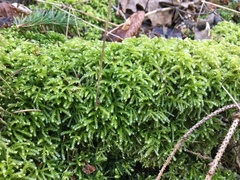 Eurhynchium angustirete