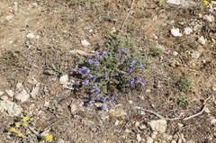 Veronica capsellicarpa