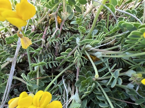 Coronilla vaginalis, photograph 5
