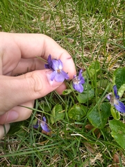 Viola odorata