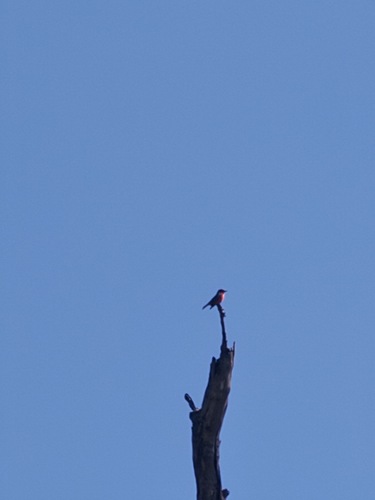 Vermilion Flycatcher