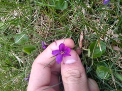 Viola odorata