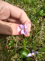 Viola odorata