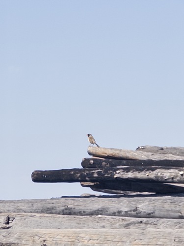 Black-throated Saltator