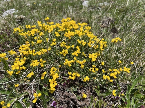 Coronilla vaginalis, photograph 6
