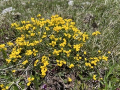 Coronilla vaginalis, photograph author not stated, no rights reserved