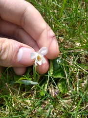 Viola odorata