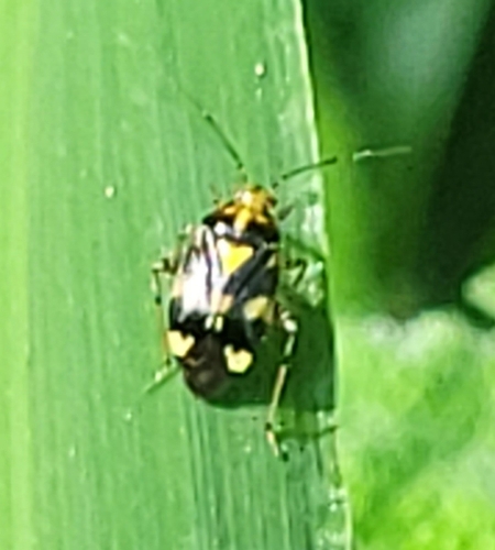 Three Spotted Nettle Bug