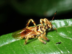 Agriocoris flavipes