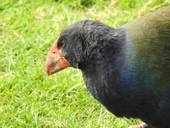 Porphyrio hochstetteri