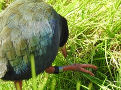 Porphyrio hochstetteri