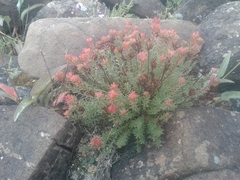 Rhodiola quadrifida