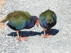 Porphyrio hochstetteri